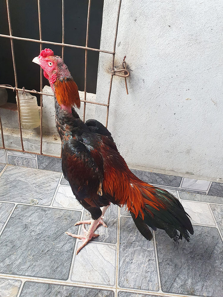 Phòng và chữa trị cho gà bị liệt chân