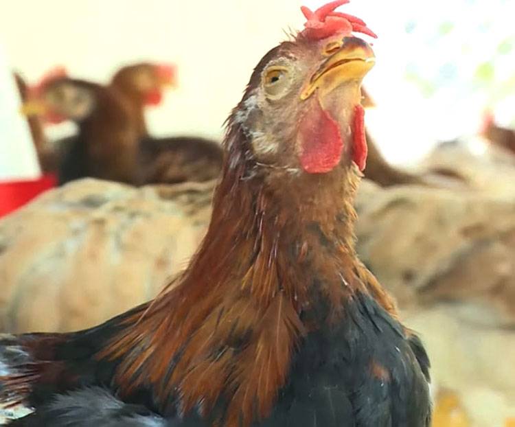 Bệnh gà bị hen khẹc: nguyên nhân và cách chữa trị hiệu quả